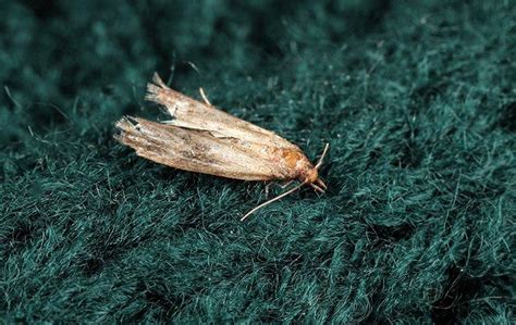 clothes moths are similar to